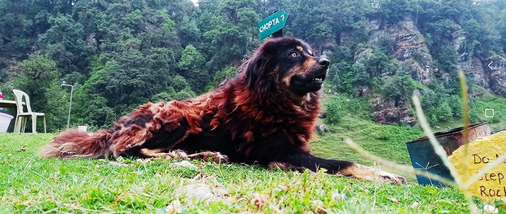 Hotel in Chopta